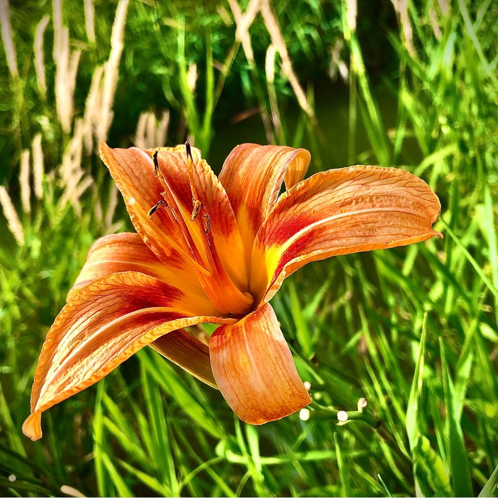 Home decor/picture with a frame